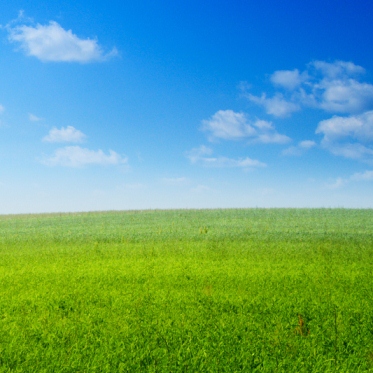 Green Field